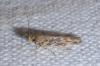 Scrobipalpa ocellatella